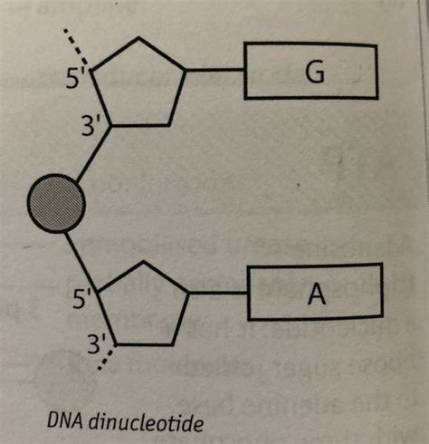 Nucleic Acids Flashcards Quizlet