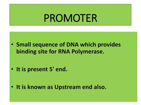 Transcription Mechanism Ppt