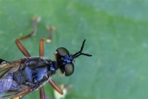 Réf 295062 INSECTA Diptera Asilidae Dioctria rufipes