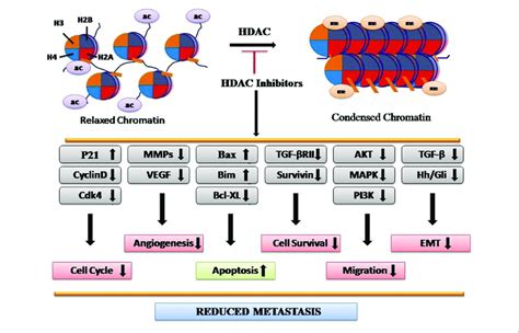 | Depiction of molecular mechanism of HDAC inhibitors as anticancer ...