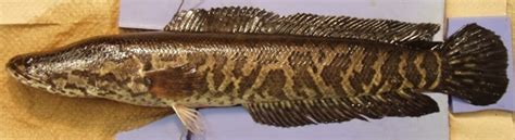 Snakehead Fish: Invasive Predators in North America - Owlcation