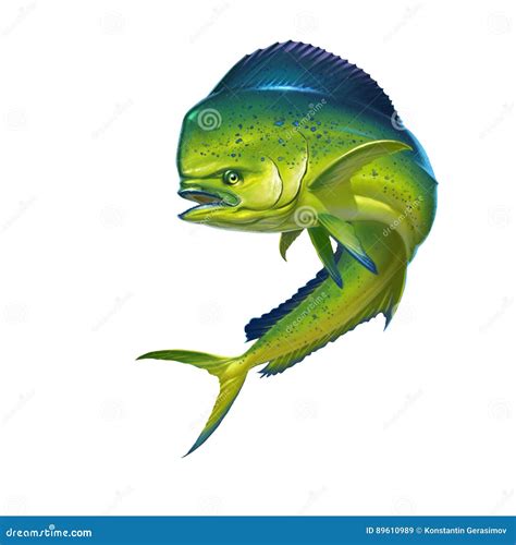 Mahi Mahi Fish Illustration 89610989 Megapixl