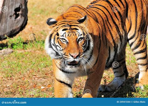 Female Bengal Tiger Stock Photo Image Of Mammals Animals 24941044