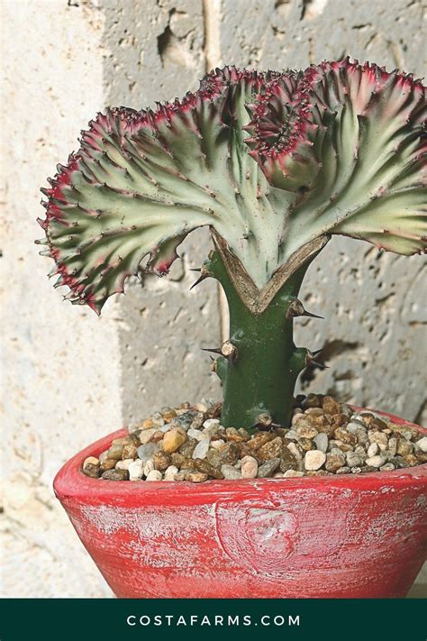 Crested Euphorbia Coral Cactus