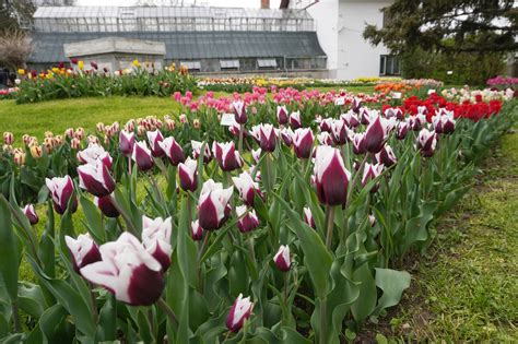 Foto Lalelele Timpurii Sunt Acum N Plin Floare La Gr Dina Botanic