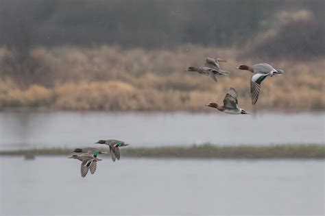 Rutland Water Nature Reserve For Wildlife Photography