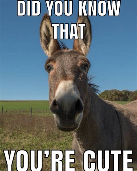 Donkeylovers 😂😍 Instagram