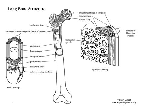 Bone Structure and the Anatomy of Long Bones