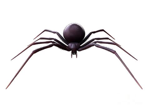 Female Black Widow Spider #4 by Science Photo Library