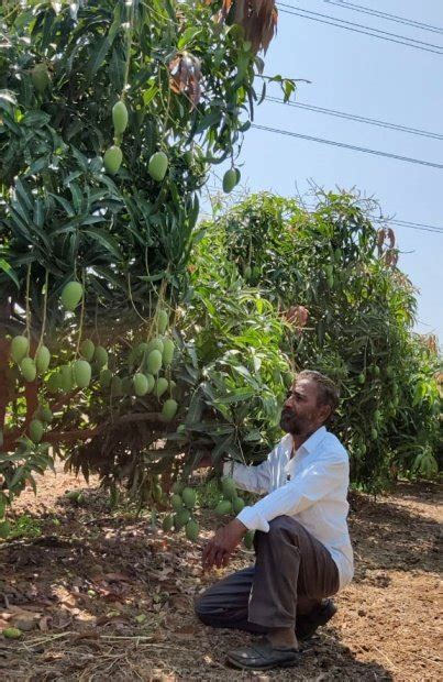 Kesar Mango Farm