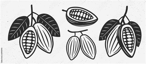 Vecteur Stock Cocoa Beans Icons Vintage Cocoa Beans Set Chocolate