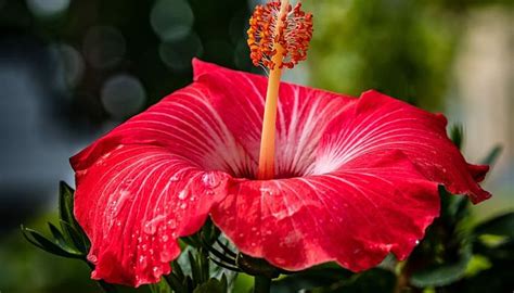 Beneficios Y Propiedades Del Hibisco Plantasyflores Pro