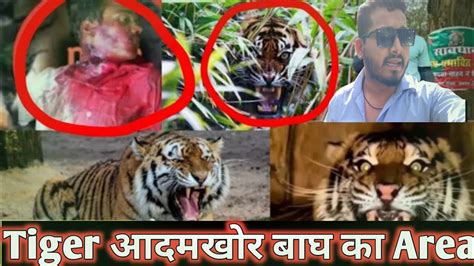 Dhela Tiger Attack के बाद ‼️ Jungle Safari Jim Corbett National Park