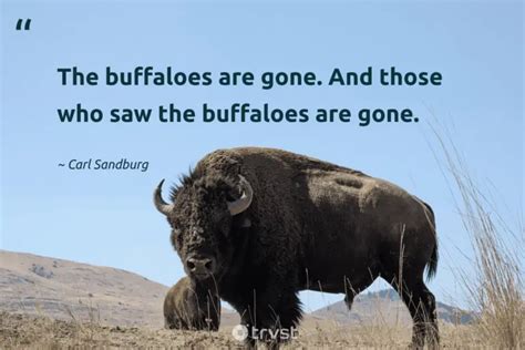 18 Buffalo Quotes About The Robust Bovids