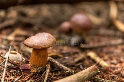 Captura De Pantalla De Un Impresionante Hongo Comestible Boletus Edulis