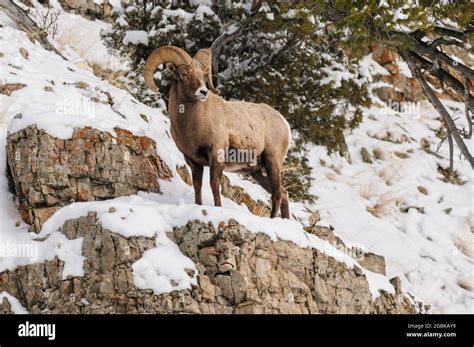 Sheep On A Cliff Edge Hi Res Stock Photography And Images Alamy