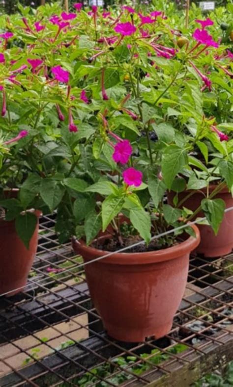 Plant Mirabilis Jalapa The Marvel Of Peru Four O Clock Flower