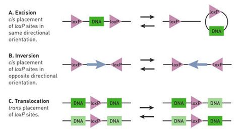 The Cre-lox and FLP-FRT systems