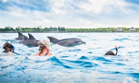 Zanzibar Prison Island Spice Tour Delfinobservation Med Frokost