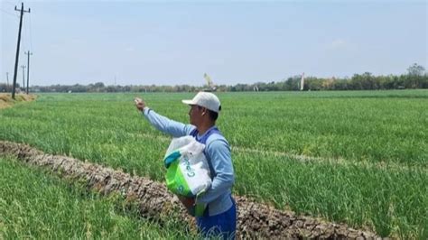 Serangan Hama Dan Cuaca Buruk Petani Padi Di Probolinggo Terancam