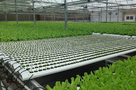 Agricultural Greenhouse Hydroponics Systems Nft Channel Hydroponics