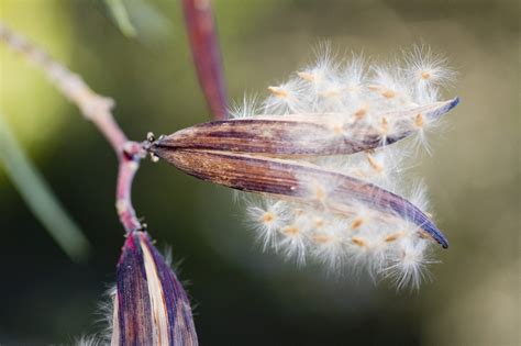 Collecting Oleander Seeds For Planting: How To Grow Oleander From Seeds ...