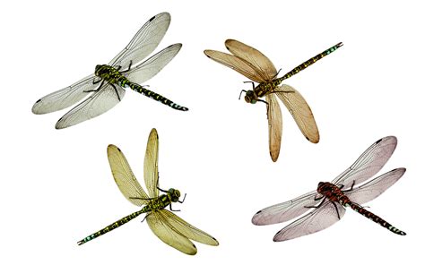 Dragonfly clipart transparent background, Dragonfly transparent ...