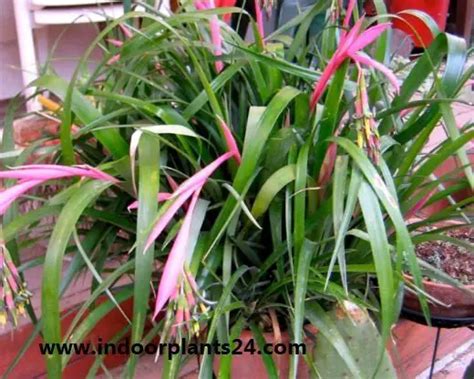 Billbergia Nutans Bromeliaceae Queen’s tears Plant Care Propagation Guide - Indoor Plants