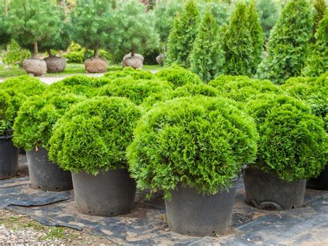 Best Southern Shrubs for Yards And Gardens | Gardening Know How