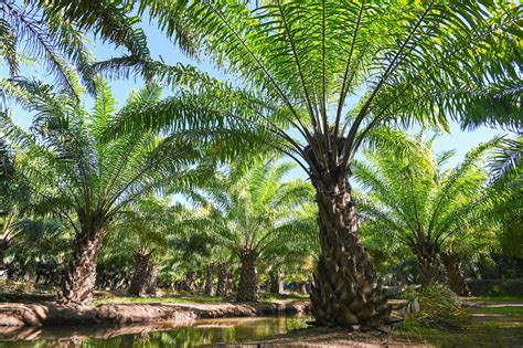 Palm Tree In The Palm Garden With Beautiful Palm Leaves Nature And