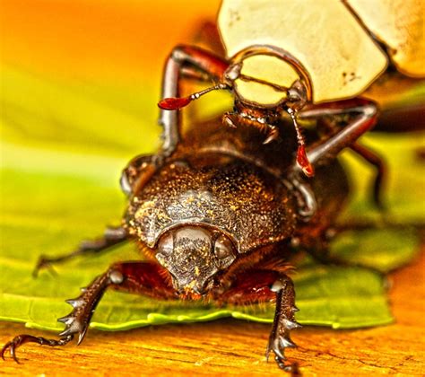 Giant Bettle By Renzosturmo On Youpic