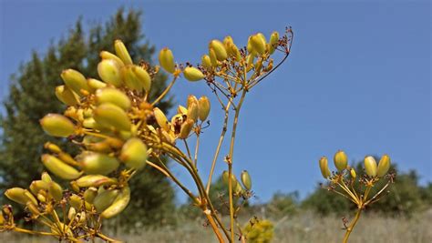 Sentiero Flora Sentieri Curiosit Informazioni Sul Monte