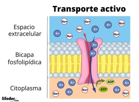 Transporte en la Membrana Citoplasmática Mind Map