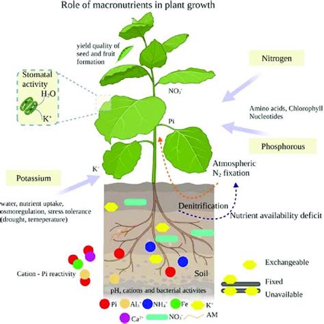 1 Role Of Macronutrient In Plant Development And Nutrient Availability