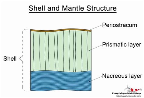 Snails External Anatomy Shrimp And Snail Breeder