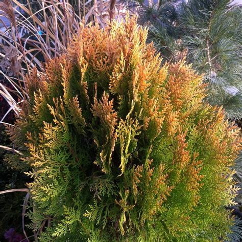 Thuja Orientalis Berkmans Gold Aurea Nana From Nvk Nurseries