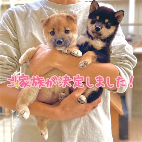 ご家族決定致しました！ 柴犬専門店 柴屋 山口 山口 柴犬専門店 柴屋