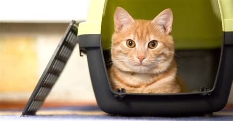 7 Of The Best Carriers For Cats As Reviewed By A Cat Mom Pet Living