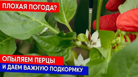 Почему опадают завязи у перцев? Как сохранить завязи и защитить ...