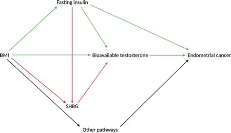 Dag Demonstrating The Proposed Causal Interactions Of Bmi Shbg