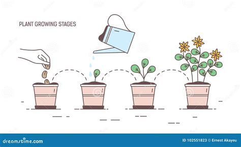 Growing Stages Of Potted Plant Seeding Sprout Watering Of Seedlings