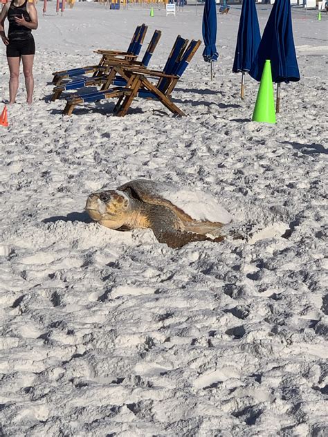 Resort Gallery - Topsl Beach and Racquet Resort