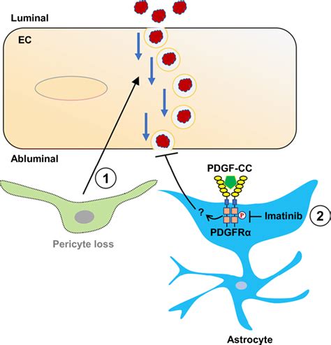 Imatinib Inhibits The Pdgfr Intracellular Domain Phosphorylation In