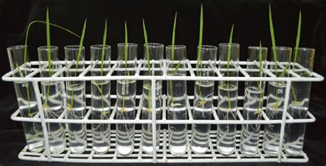 Rice Seedlings In Test Tubes Before Agroinoculation Download Scientific Diagram