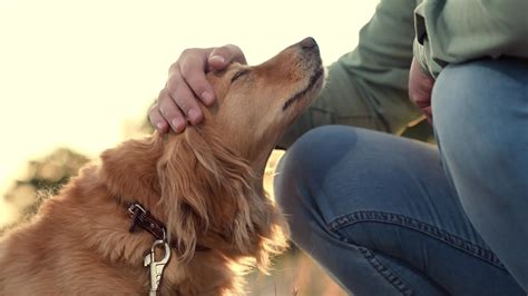 Hundeversicherung der beste Schutz für eine Fellnase