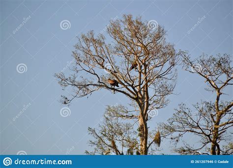 Pair Of Bald Eagles Haliaeetus Leucocephalus Perched In Tall Tree