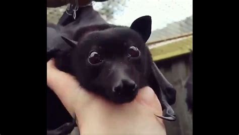 Isn T It Adorable Little Bat Melts Netizens Hearts