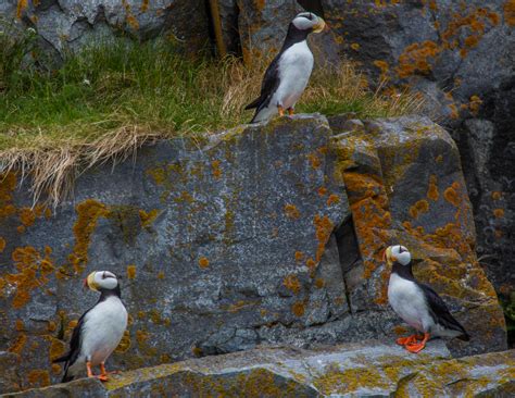 Definitive Guide To Horned Puffin Facts, Habitat, Conservation Status ...