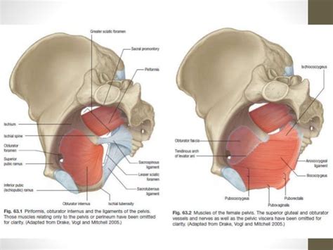 Pelvic Diaphragm