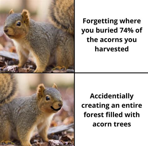 Squirrel Memes